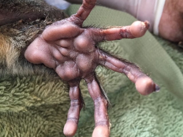 A most unusual foot! Owl monkey.