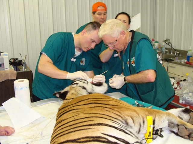 Dr. Dyer and Dr. Emily working on Luna at Black Pine