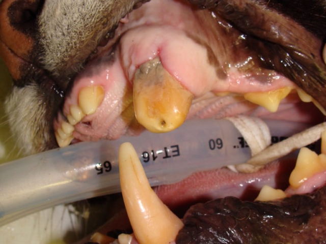 At Black Pine, Luna will need some gingival reshaping after her root canal therapy on this tooth.