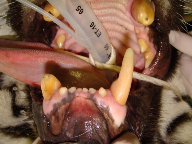 At Black Pine, Luna's fractured teeth will be treated.