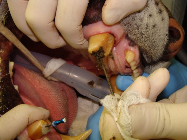 At Black Pine, Luna's tooth mid-treatment - dirt and straw being removed from her canal.