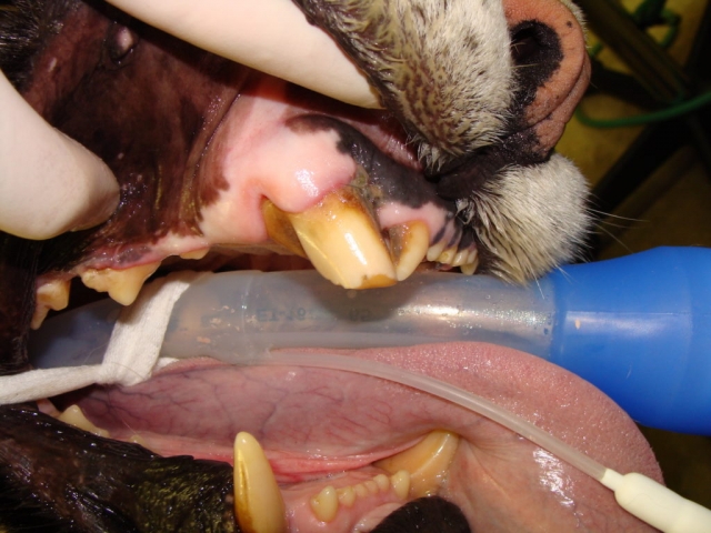 At Black Pine, Montrose's fractured tooth.