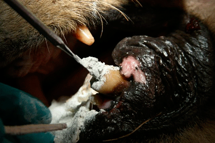 Image caption goes here or leave blank