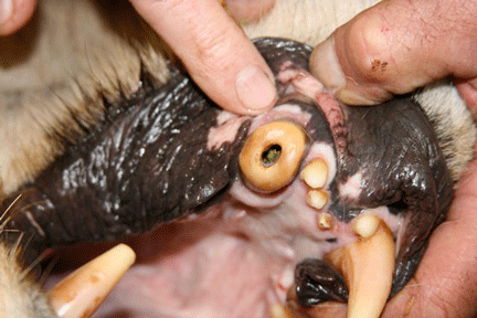 Image caption goes here or leave blank