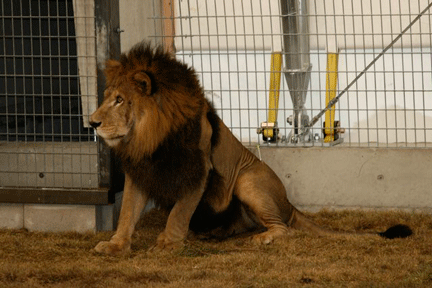 Image caption goes here or leave blank