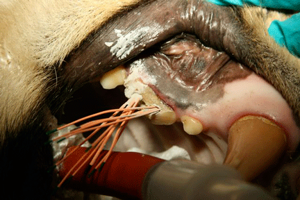 Image caption goes here or leave blank