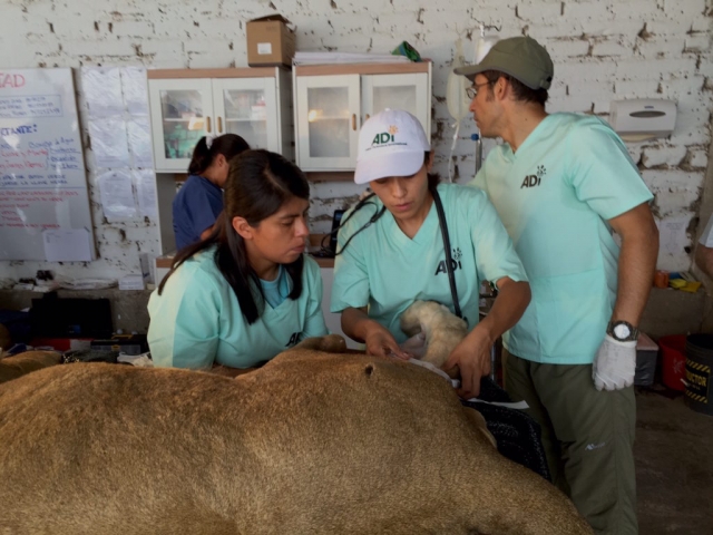 The team preparing a lion for exam and treatment.