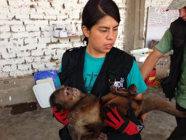 Carrying a capuchin to recovery after treatment.