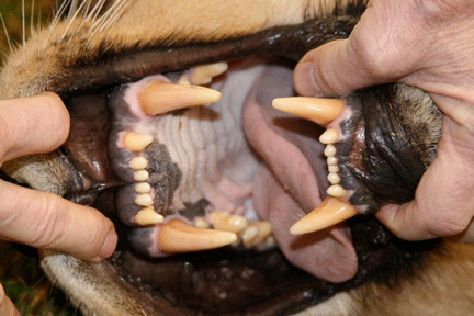 Image caption goes here or leave blank