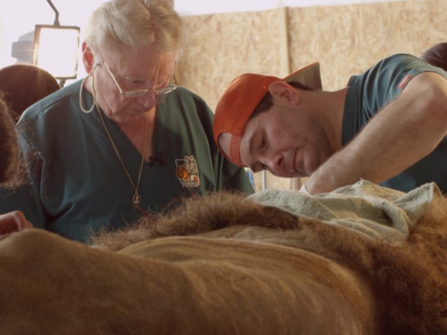 Dr. Hall working on the lion as Dr. Emily observes.