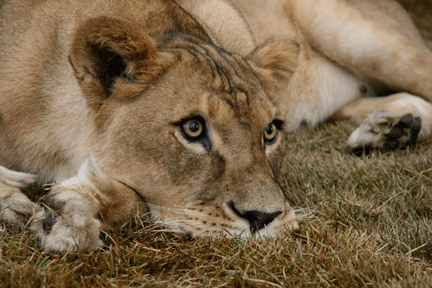 Image caption goes here or leave blank