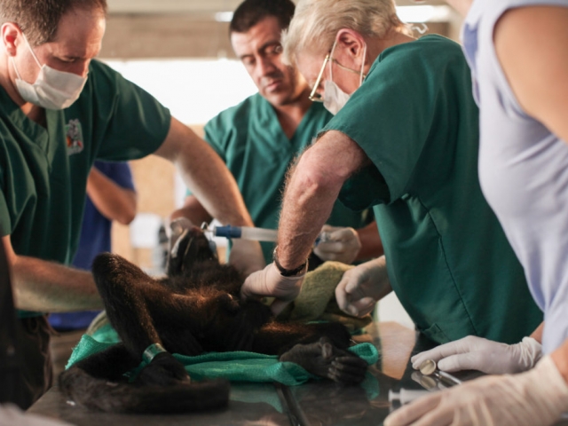 Dr.s Emily and Hall with Susanne Pilla assisting, treating a spider monkey.