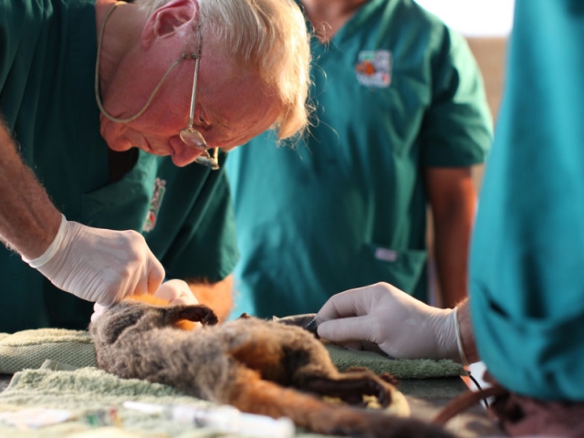 Dr. Emily working on a tiny spider monkey.