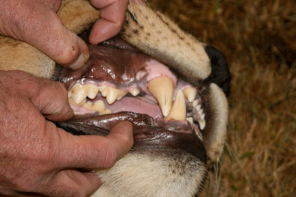 Image caption goes here or leave blank