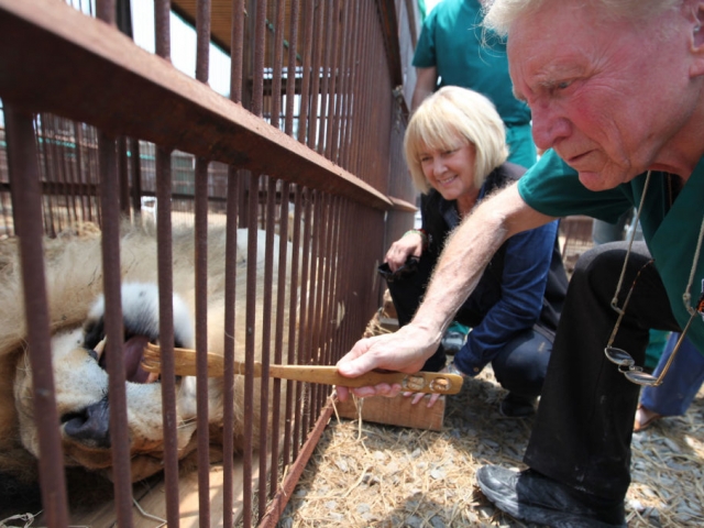 Dr. Emily examining a lion in his temporary enclosure.