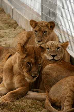 Image caption goes here or leave blank