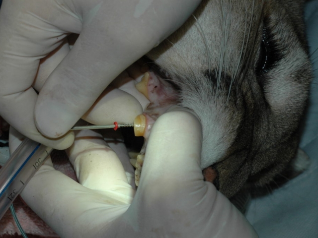 Alex the cougar mid-root canal therapy.