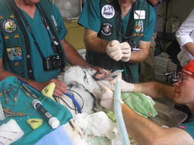 Dr. Hall treating Haley.