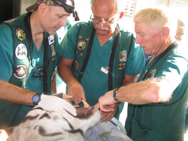 Dr.s Curt Ritchie, Clarence Sitzman, and Peter Emily discussing Zeus' treatment plan.