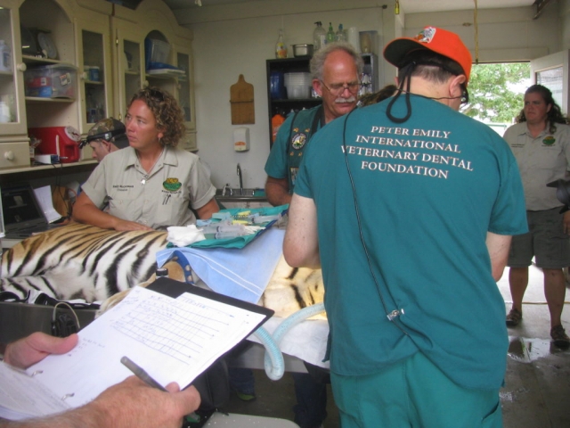 Emily McCormack, Dr.s Clarence Sitzman and Barron Hall working on Tye.
