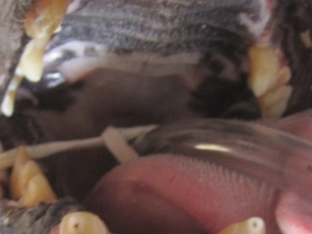 KC's fractured teeth.