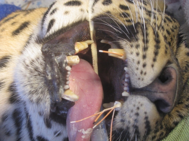 Magic's teeth mid-treatment.