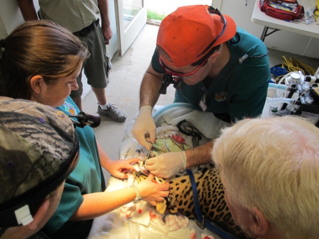 Dr. Hall working on Magic.