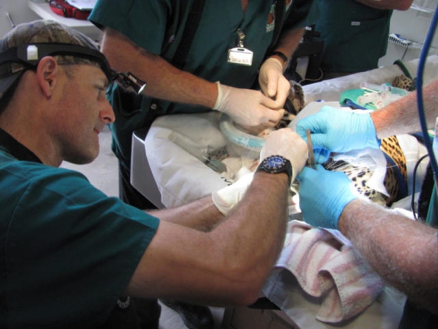 Dr. Curt Ritchie working on Magic.