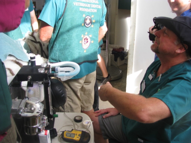 Dr. Ole Alcumbrac monitoring anesthesia for Zeus.