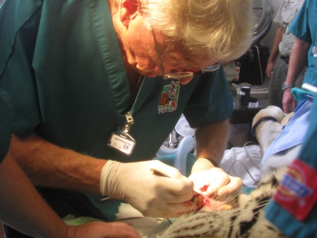 Dr. Emily working on one of Tye's root canal therapies.