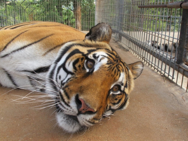 Haley relaxing while awaiting treatment.