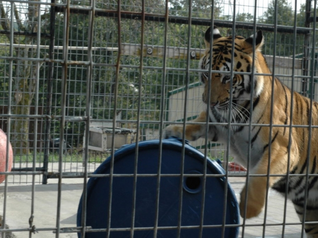 Tye playing while awaiting treatment.