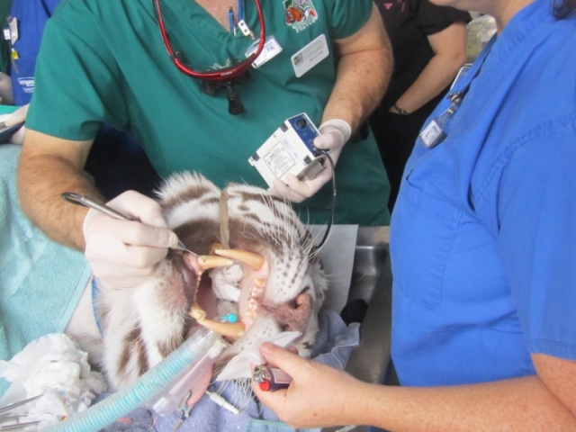 Dr. Hall finishing up Zeus' root canal therapy.