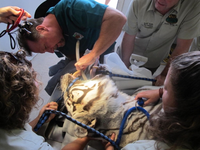 Dr. Ole Alcumbrac intubating Zeus.