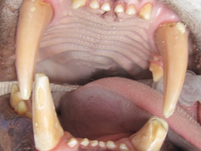 Zeus' fractured teeth.