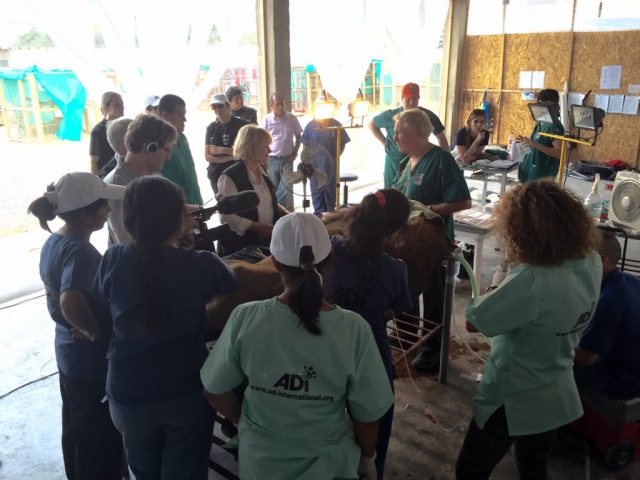 The team learning from Dr. Emily regarding the lion's treatment.