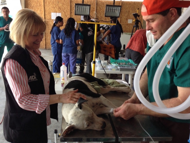 Dr. Hall preparing Vacquita, the compounds adopted dog, for her spay surgery.