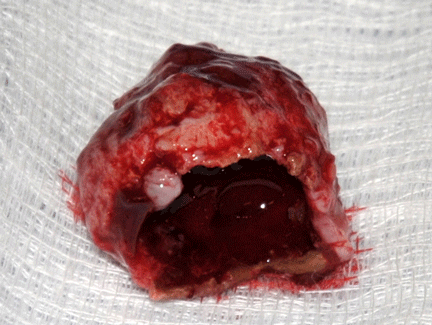 Image caption goes here or leave blank