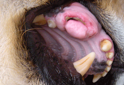 Image caption goes here or leave blank