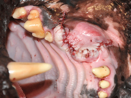 Image caption goes here or leave blank