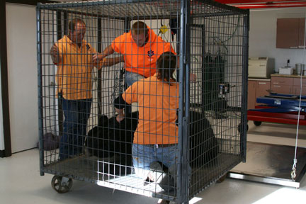 First patient of the day being moved for treatment. Wild Animal Sanctuary Black Bear dental work
