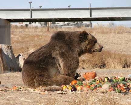 Mine! All mine! A very well-fed grizzly enjoying the season's bounty. Wild Animal Sanctuary Grizzly bear