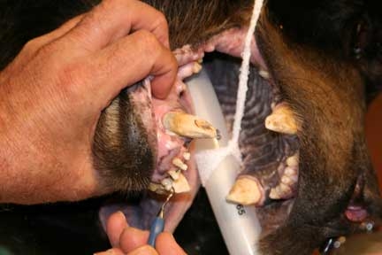 Oral exam of a recently rescued black bear. Wild Animal Sanctuary black bear dental treatment