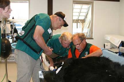 Our doctors examining our second patient. Wild Animal Sanctuary black bear dental treatment