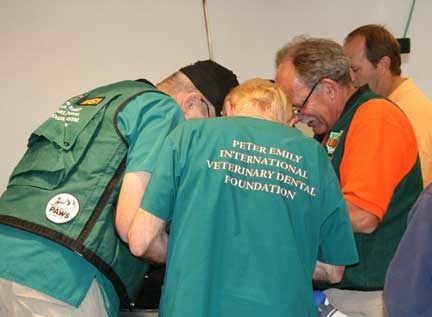 Our doctors hard at work on our first patient. Wild Animal Sanctuary black bear dental work