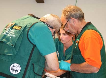 With larger animals, 3 often 4 doctors can work simultaneously to minimize time under anesthesia. Wild Animal Sanctuary black bear dental treatment