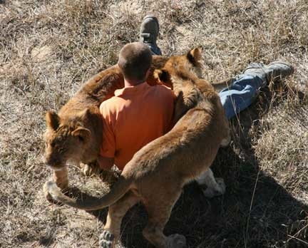 Don't try this at home. These cubs were rescued at a very young age and hand-raised by sanctuary staff. Wild Animal Sanctuary lion rescue