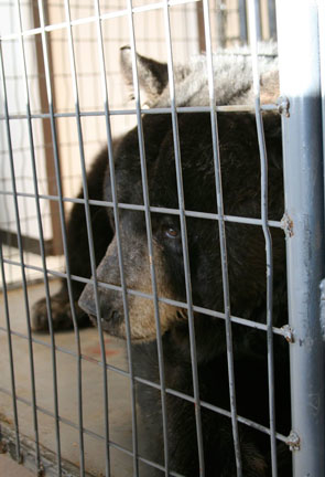 Black bear recovering after dental treatment Wild Animal Sanctuary black bear dental treatment