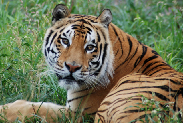 The stunningly handsome Titan.