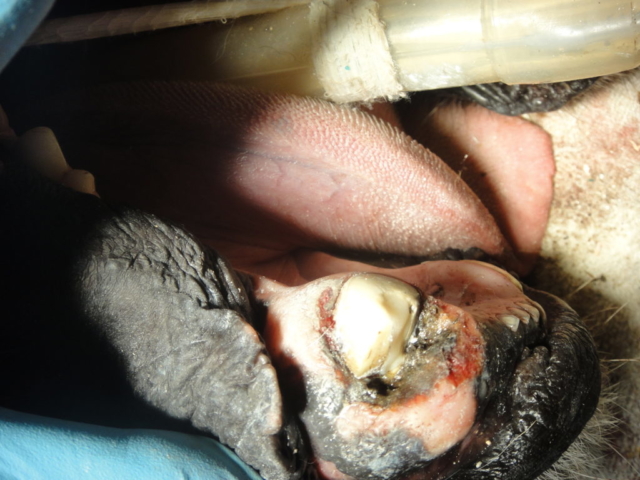 One of Titan's fractured lower canine teeth, requiring root canal therapy and gingival surgery.